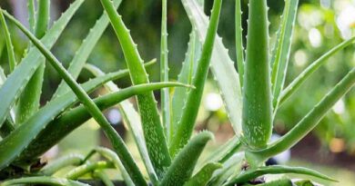 Aloe veranın cilde faydaları cilt çatlaklığından kurtulabilirsiniz!