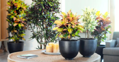 Evde beslenecek faydalı bitkiler nelerdir odanızda veya ofiste kullanabilirsiniz