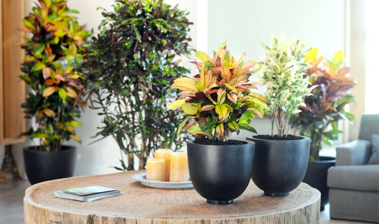 Evde beslenecek faydalı bitkiler nelerdir odanızda veya ofiste kullanabilirsiniz
